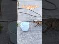 バケツを覗いたら、小魚しかいなかった時の港猫の反応