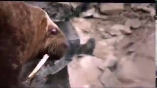 Our Planet Walrus Scene