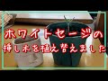 ホワイトセージ挿し木苗の植え替え