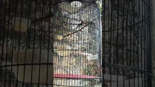 pancingan burung sepah raja