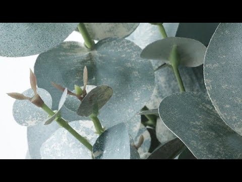 Video: Biljke eukaliptusa: Kada & Kako orezati drvo eukaliptusa