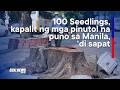 “Hindi Sapat ang 100 Seedlings” Greenpeace, kinuwestiyon ang pagputol ng mga puno sa Maynila