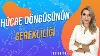 27.Ders Hücre Döngüsünün Gerekli̇li̇ği̇ Tyt 10.Sinif L Seda Hoca Biyoloji