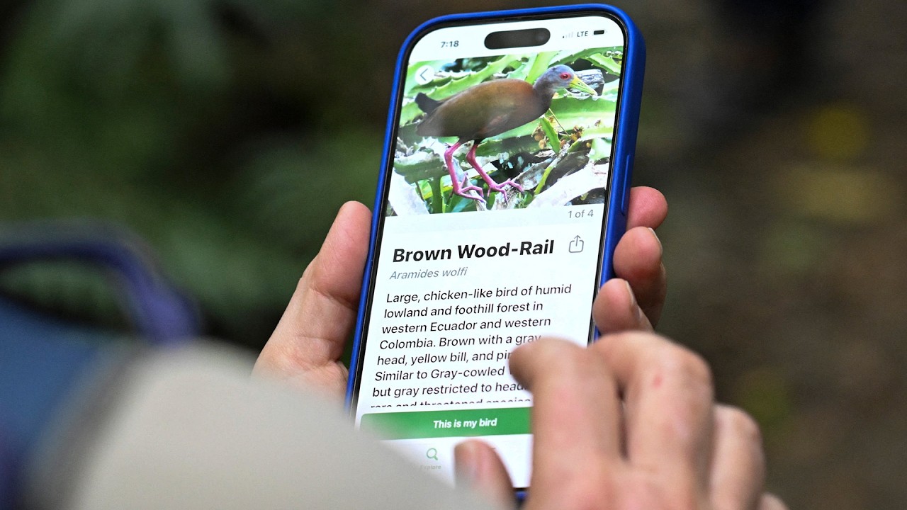Birding Apps Bring More People Into the Wild