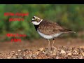 Little-ringed plover photography