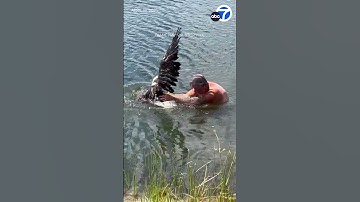 Florida man rescues bald eagle from alligator-filled lake