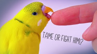 Aggressive Budgie Behavior? Fight & Taming