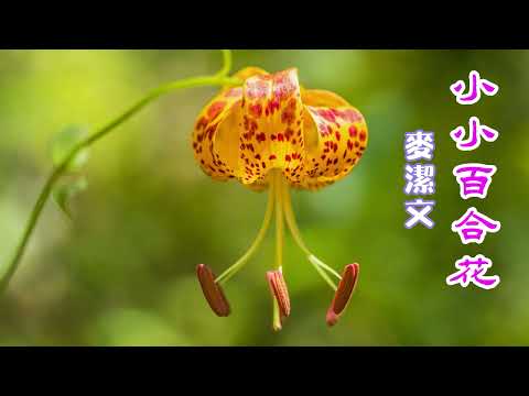 小小百合花 《岳家小將》主題曲 主唱 麥潔文