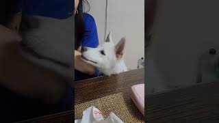 애교 부리는 진돗개 새끼!