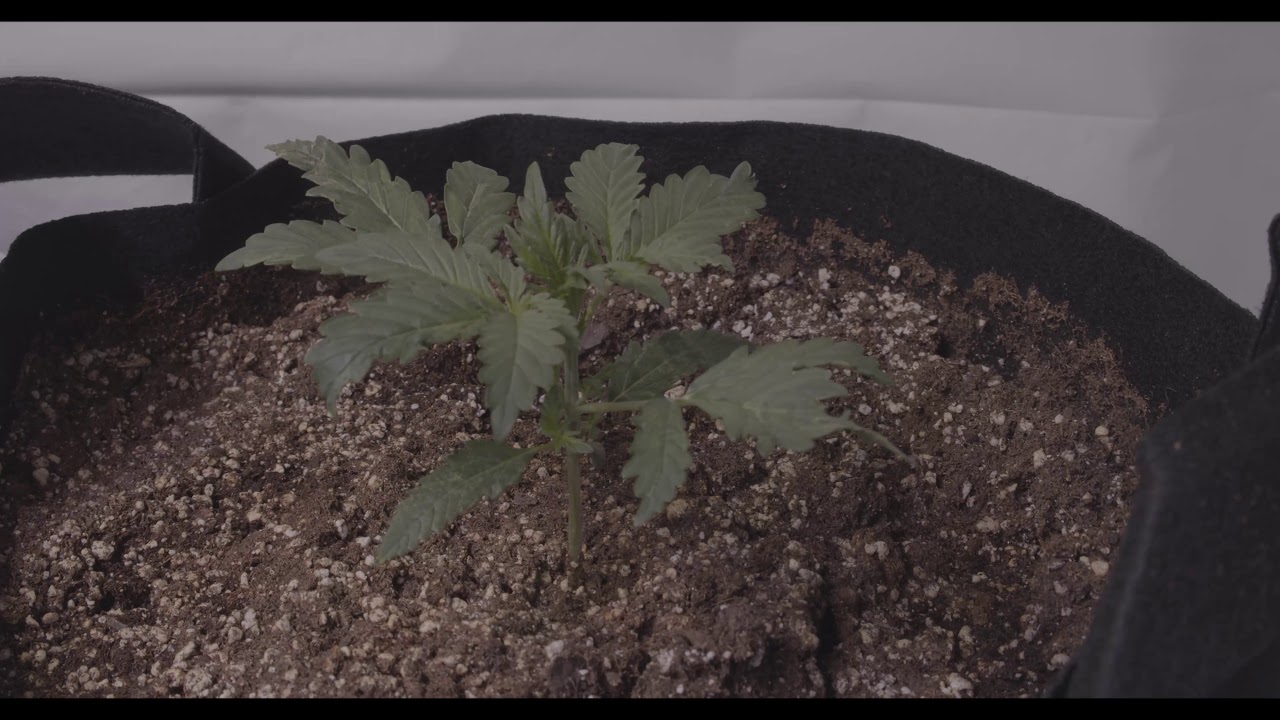 00 Seeds Do Si Dos Cookies Day 12