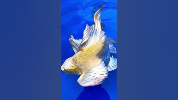 cá chép sư tử shoprt bướm nhập #shorts #cakoidep