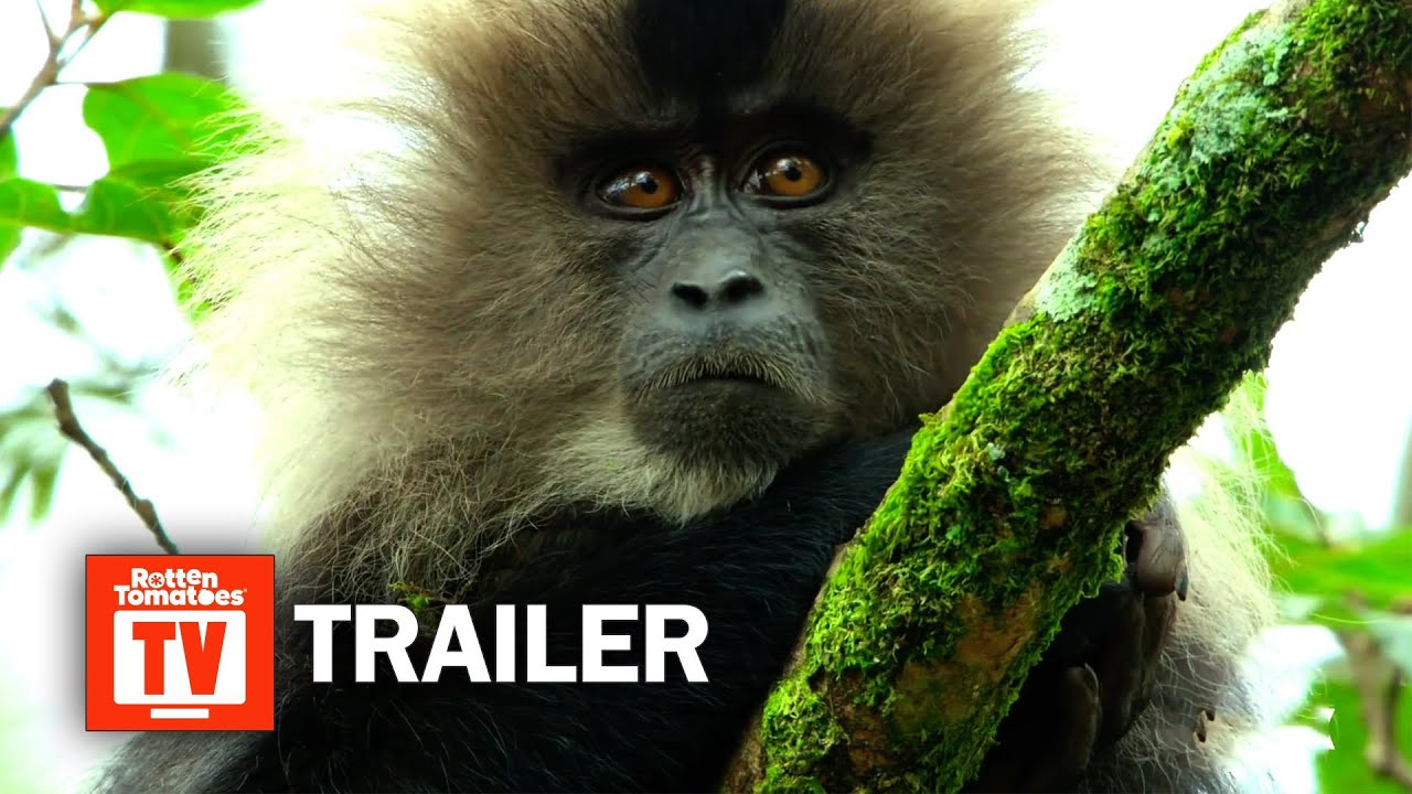 mikro ketcher daytime 16 Incredible Nature Documentary Series and Movies to Stream Right Now <<  Rotten Tomatoes – Movie and TV News