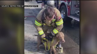 Dog Rescued From House Fire In Orangevale