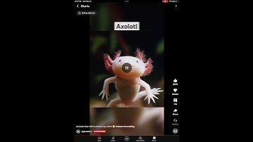 Axolotls might go extinct