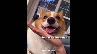 Happy corgi doin a big relax