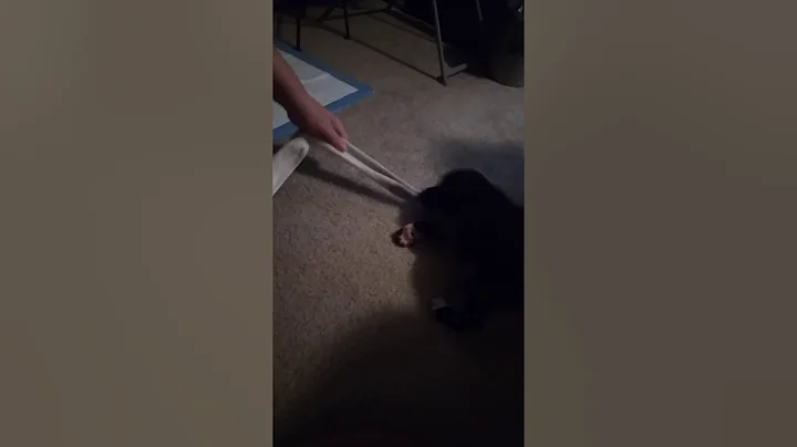 My sister dog so cute