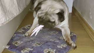 Canine Confusion: Pug Encounters a Chicken Foot | 4k Video Ultra HD