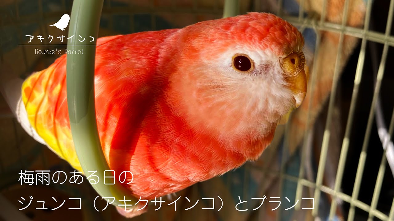Junko Bourke S Parrot On One Rainy Day With A Swing Bourke Parakeet Youtube
