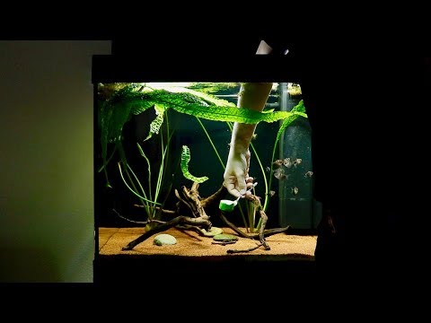 How To Feed Vegetables (Zucchini) to Bristlenose Pleco | Cute!