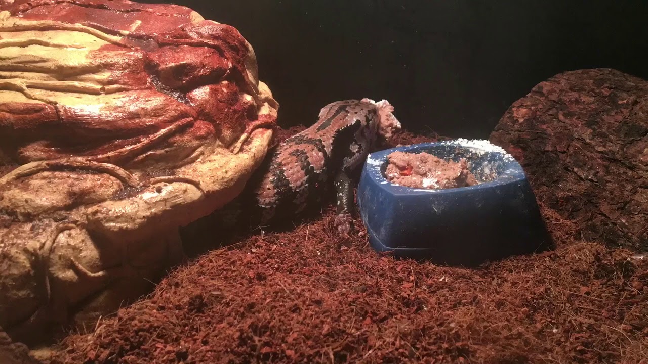 Lizard eats dog food! YouTube