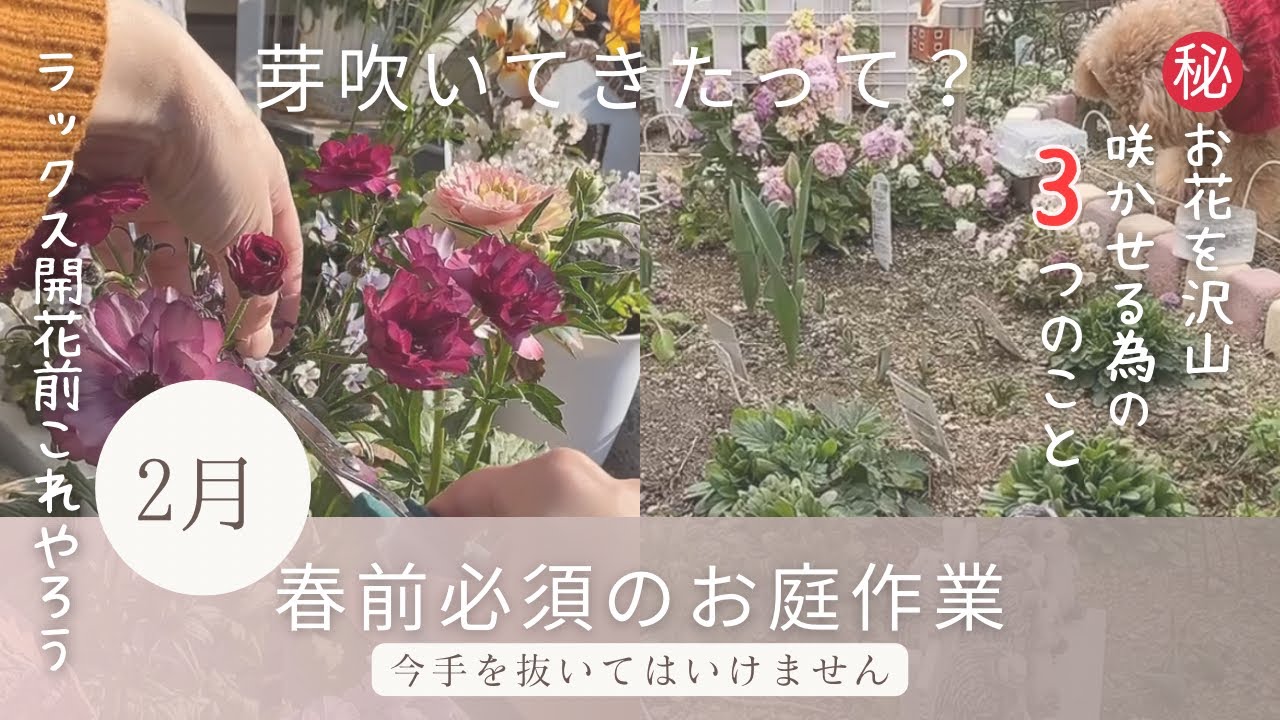 【2月のガーデニング】春前必須のお庭作業、ラックス開花前管理、アジサイ芽出し肥、花壇に植え付け、可愛い寄せ植え鉢