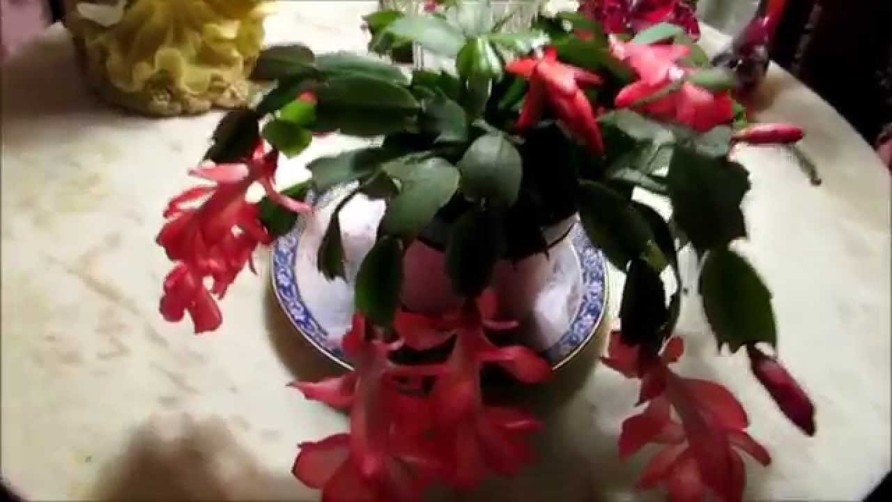 ╭დ╯ My beautiful Thanksgiving flowering cactus houseplant in full bloom