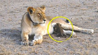 Львица которая замечает брошенного детеныша леопарда, делает то, что эксперты затрудняются объяснить