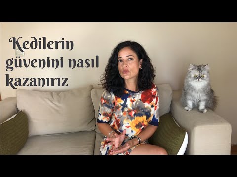 Hem ev kedilerinin hem de sokak kedilerinin güvenini 11 maddede nasıl kazanırız