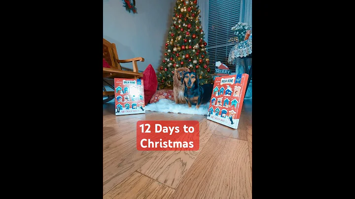 12 days to Christmas. #adventcalendar #cavalierkingcharlesspaniel #dachshund #christmascountdown