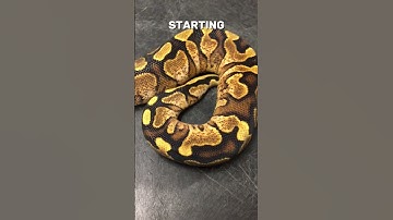 Calico Ball Pythons Are Awesome #shorts