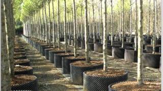 Simsation Project   Superroots Airpot standart mix