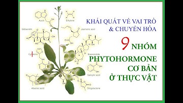 Chuyên đề 19: Khái quát Vai trò & Chuyển hóa của 9 nhóm Phytohormones ở Thực vật (+ BR; PA; SA & SL)