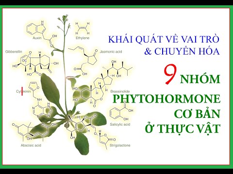 Chuyên đề 19: Khái quát Vai trò & Chuyển hóa của 9 nhóm Phytohormones ở Thực vật (+ BR; PA; SA & SL) | Foci