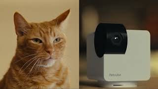 Welcome Petcube Cam 360  Allinone 360° view pet camera