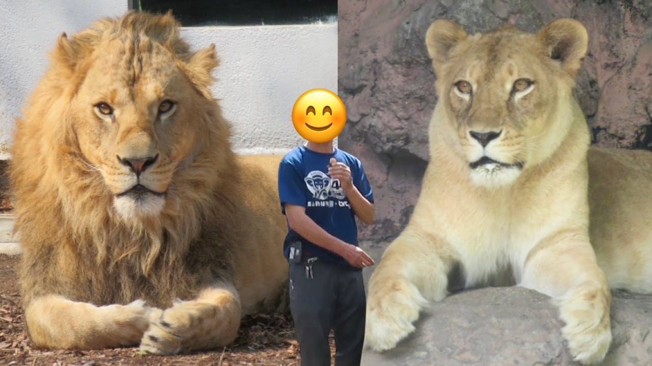 The type that looks away!? The world's rarest lions😳 Regulus