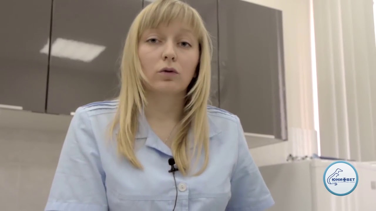 Как правильно подстричь когти коту кошке