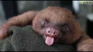 Cute Sloth Yawn