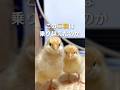 独身無職の子育て。
