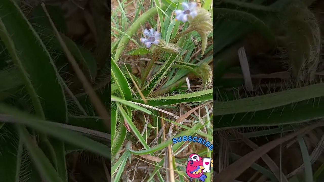 A little flowers plants on  red soil land growing