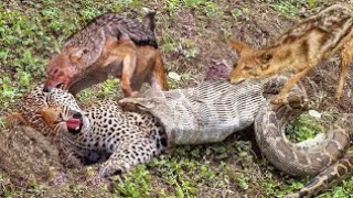 The best battles of the animal world, Harsh Life of Wild Animals, Lion, Buffalo, Leopard, Jackal,