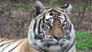 Why all tigers have different stripes