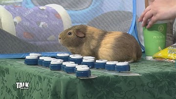 Millie the talking guinea pig shows off her skills