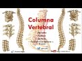 Anatomía - Columan Vertebral (Caracteríticas Comunes y Propias de las vértebras)