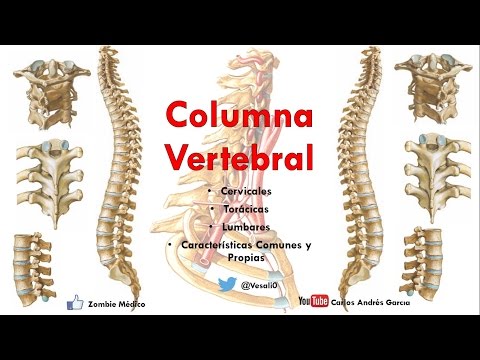 Vídeo: Primeras Vértebras De La Columna Lumbar, Función Y Diagrama - Mapas Corporales