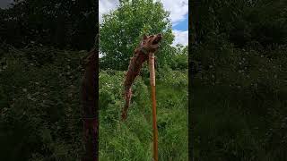 Dacian battle flag