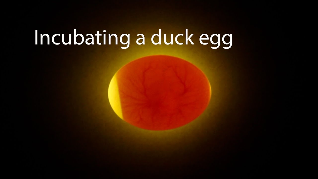 Duck Egg Chart