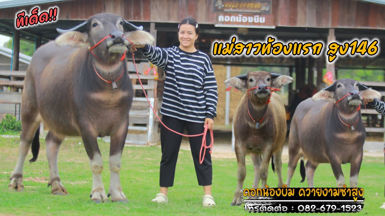 (05/03/69)แบ่งปันควายงามแม่สาวท้องแรก พันธุกรรมดี!! + สาวน้อยสวยๆ คอกน้องบีม☎️082-679-1523