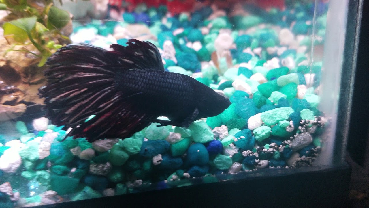 Beautiful halfmoon black betta fish in 10g 