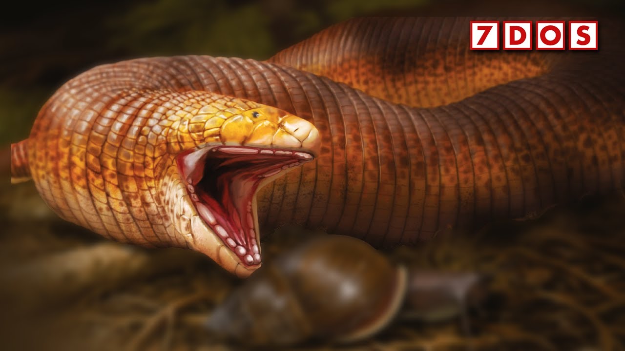 Giant Prehistoric Worm Lizard Discovered YouTube Giant Prehistoric Worm Lizard Discovered YouTube