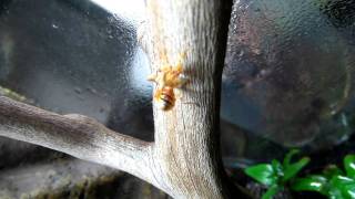 Praying Mantis dance